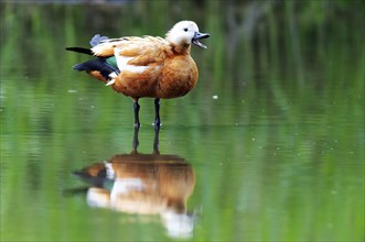 Ruddy Shelduck in nature reserve Kocks Loch, Mülheim an der Ruhr