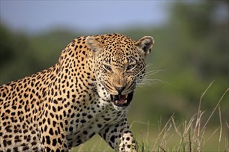 Leopard (Panthera pardus), adult, snarling, portrait, Sabi Sand Game Reserve, Kruger National Park,