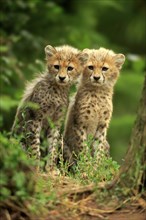 Cheetah, Northeast African cheetah (Acinonyx jubatus soemmeringii), two cubs, siblings, ten weeks