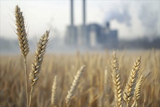 Gricultural grain field with factory with grey fumes in blurry background. Generative Ai, AI