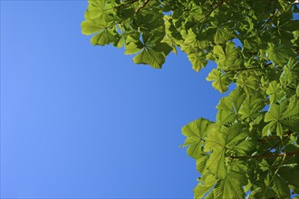 Horse chestnut leaves (Aesculus), in front of blue sky in summer with sunny weather, nature