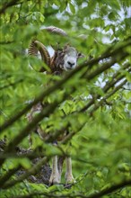 European mouflon (Ovis ammon musimon), partially covered by green leaves, on rocky ground, spring