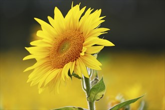 Flowering sunflower (Helianthus annuus) in a sunflower field, Schleswig-Holstein, Germany, Europe