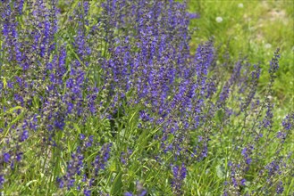 Meadow sage (Salvia pratensis), Bavaria Germany