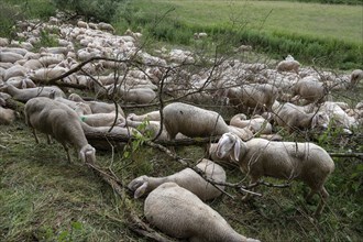 Resting, freshly shorn sheep in a nature reserve in Franconian Switzerland, Bavaria, Germany,