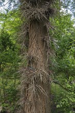 Honey Locust (Gleditsia triacanthos), Garden Erlangen, Middle Franconia, Bavaria, Germany, Europe