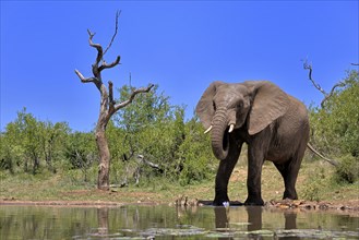 African elephant (Loxodonta africana), bull, male, at the water, drinking, Kruger National Park,