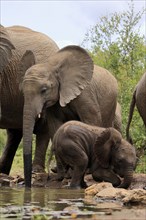 African elephant (Loxodonta africana), two young animals, at the water, drinking, Kruger National