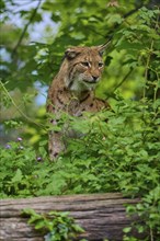 Eurasian lynx (Lynx lynx), walking through the forest and observing attentively, its brown fur and