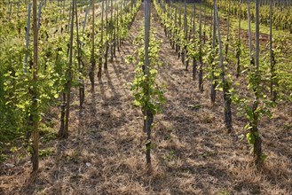 Vines (Vitis vinifera) on a vineyard with backlight in Bremm, district of Cochem-Zell,