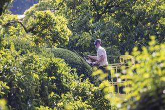 Tree care in autumn. Trees, ornamental shrubs and hedges are pruned at the Wilhelma Zoological and