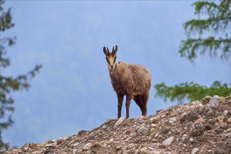 Chamois (Rupicapra rupicapra), standing on rocky ground and observing its surroundings, spring,