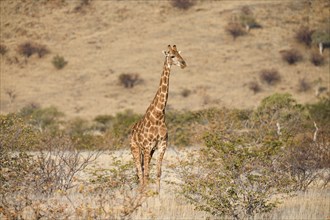 Angola giraffe (Giraffa camelopardalis angolensis), near Khowarib, Damaraland, Kunene Region,