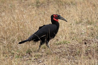 Red-faced hornbill, Southern ground hornbill, Red-cheeked hornbill, Southern hornbill, Kaffir