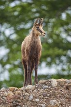 Chamois (Rupicapra rupicapra), standing on a rock and observing its surroundings, spring,