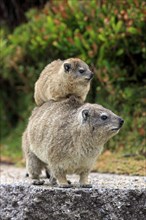 Rock Hyrax (Procavia capensis), mother with young on her back, social behaviour, Betty's Bay,