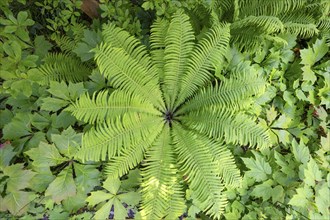 Ostrich fern (Matteuccia struthiopteris), Bavaria, Germany, Europe