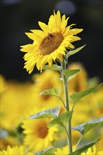 Flowering sunflower (Helianthus annuus) in a sunflower field, Schleswig-Holstein, Germany, Europe