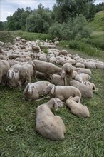 Resting, freshly shorn sheep in a nature reserve in Franconian Switzerland, Bavaria, Germany,