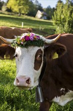 Cow decorated with flowers, cattle drive, Münstertal, Southern Black Forest, Black Forest,