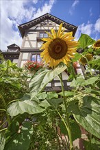 Sunflower in front of a half-timbered house against blue sky with cumulus clouds in Michelstadt,