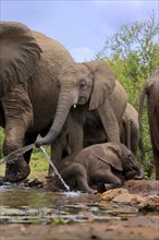 African elephant (Loxodonta africana), two young animals, at the water, drinking, Kruger National