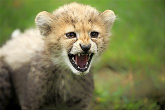 Cheetah, Northeast African cheetah (Acinonyx jubatus soemmeringii), young, snarling, threatening,