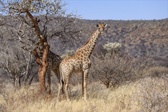 Angola giraffes (Giraffa camelopardalis angolensis), near Palmwag, Damaraland, Kunene Region,