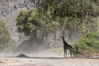 Angola giraffe (Giraffa camelopardalis angolensis) in the Hoanib dry river in a sandstorm,