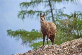 Chamois (Rupicapra rupicapra), standing on rocky ground and observing its surroundings, spring,