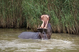 Hippopotamus (Hippopatamus amphibius), adult, in water, threatening, yawning, Saint Lucia Estuary,