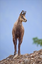 Chamois (Rupicapra rupicapra), standing on rocky ground and observing its surroundings, spring,