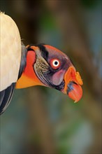 King Vulture (Sarcoramphus papa), adult Portrait alert, South America