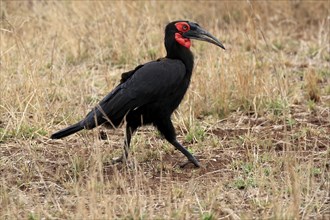 Red-faced hornbill, Southern ground hornbill, Red-cheeked hornbill, Southern hornbill, Kaffir