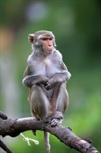 Rhesus monkey (Macaca mulatta), adult on tree, Asia, captive