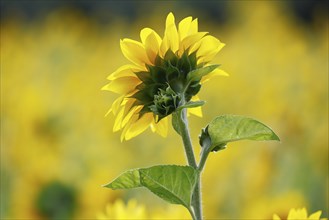 Flowering sunflower (Helianthus annuus) in a sunflower field, Schleswig-Holstein, Germany, Europe