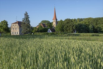 St Egidien Church, in front a wheat field (Triticum aestivum), Beerbach, Middle Franconia, Bavaria,