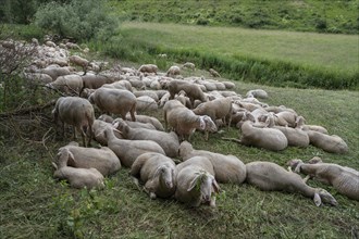 Resting, freshly shorn sheep in a nature reserve in Franconian Switzerland, Bavaria, Germany,