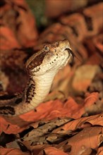 Forest rattlesnake (Crotalus horridus), lambing, USA, North America