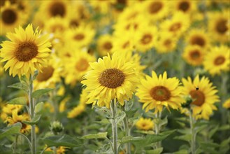 Flowering sunflowers (Helianthus annuus) in a sunflower field, Schleswig-Holstein, Germany, Europe