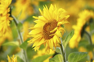 Flowering sunflower (Helianthus annuus) in a sunflower field, Schleswig-Holstein, Germany, Europe