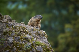 Alpine marmot (Marmota marmota), sitting on a rock and observing its surroundings, spring,