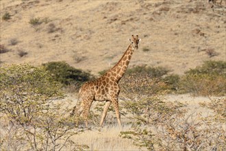 Angola giraffe (Giraffa camelopardalis angolensis), near Khowarib, Damaraland, Kunene Region,