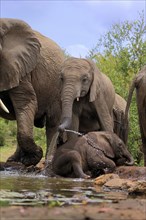 African elephant (Loxodonta africana), two young animals, at the water, drinking, Kruger National