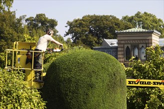 Tree care in autumn. Trees, ornamental shrubs and hedges are pruned at the Wilhelma Zoological and