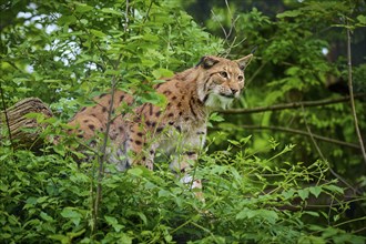 Eurasian lynx (Lynx lynx), sitting in the forest and observing attentively, its brown fur and