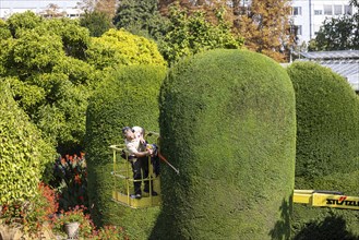 Tree care in autumn. Trees, ornamental shrubs and hedges are pruned at the Wilhelma Zoological and