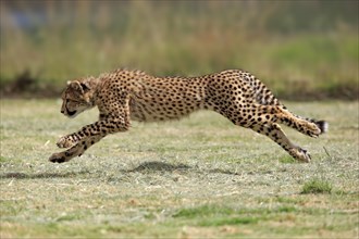 Cheetah (Acinonyx jubatus), subadult, half-grown young, hunting, running, running, Western Cape,