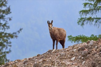 Chamois (Rupicapra rupicapra), standing on rocky ground and observing its surroundings, spring,