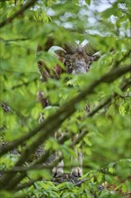 European mouflon (Ovis ammon musimon), partially covered by green leaves, on rocky ground, spring